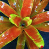 Neoregelia 'Orange Splendor' | Bromeliad Paradise