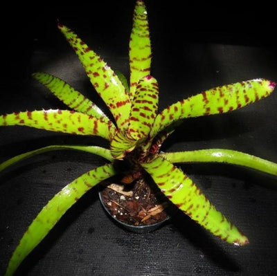 Neoregelia ornata x 'Skotak's Tiger' | Bromeliad Paradise