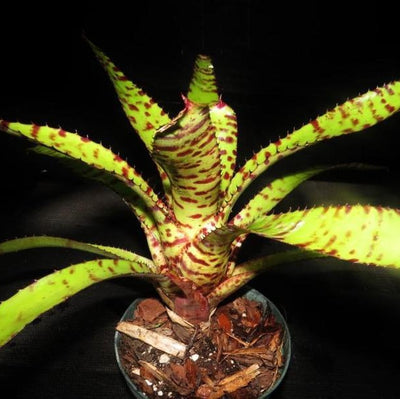 Neoregelia ornata x 'Skotak's Tiger' | Bromeliad Paradise