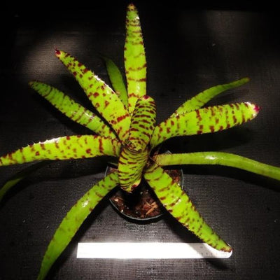 Neoregelia ornata x 'Skotak's Tiger' | Bromeliad Paradise