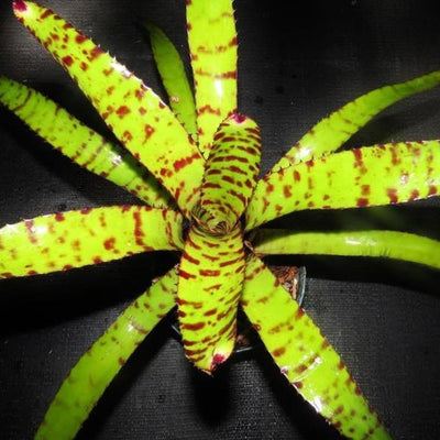 Neoregelia ornata x 'Skotak's Tiger' | Bromeliad Paradise