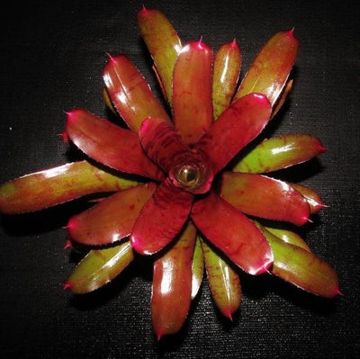 Neoregelia 'Ornato' | Bromeliad Paradise