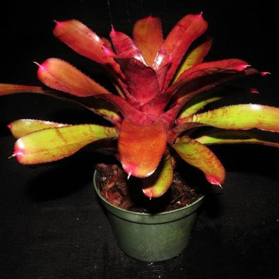 Neoregelia 'Ornato' | Bromeliad Paradise