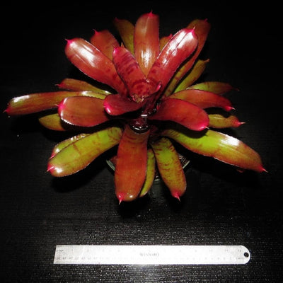 Neoregelia 'Ornato' | Bromeliad Paradise