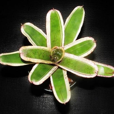 Neoregelia 'Ozone' | Bromeliad Paradise