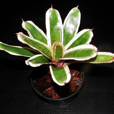 Neoregelia 'Ozone' | Bromeliad Paradise