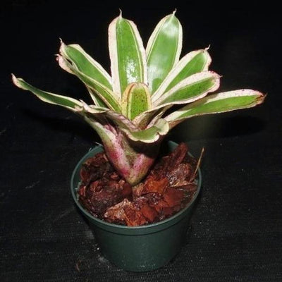 Neoregelia 'Ozone' | Bromeliad Paradise