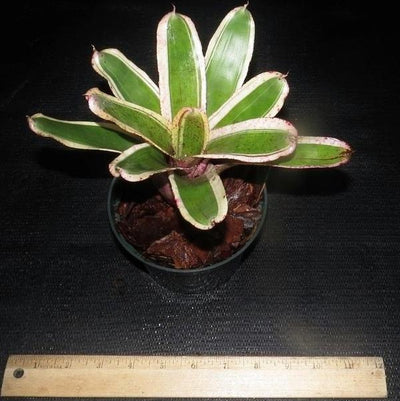 Neoregelia 'Ozone' | Bromeliad Paradise