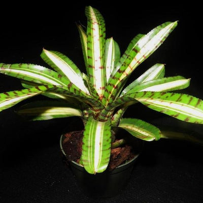 Neoregelia 'Palmares' | Bromeliad Paradise