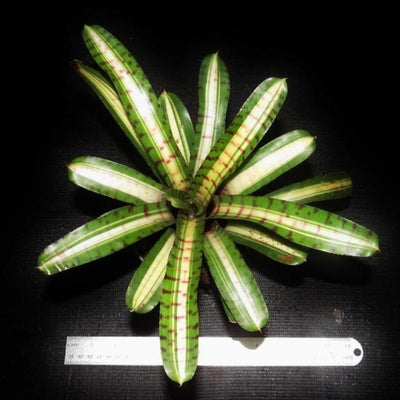 Neoregelia 'Palmares' | Bromeliad Paradise