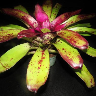 Neoregelia 'Panaewa Beauty' | Bromeliad Paradise