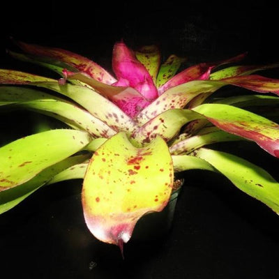 Neoregelia 'Panaewa Beauty' | Bromeliad Paradise
