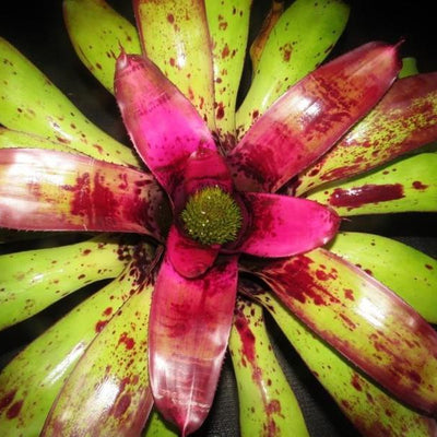 Neoregelia 'Panaewa Beauty' | Bromeliad Paradise