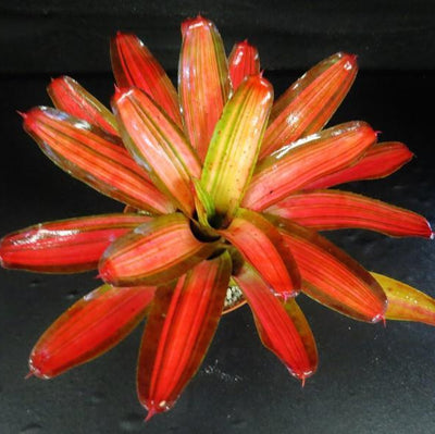 Neoregelia 'Paprika' (Variegated) | Bromeliad Paradise