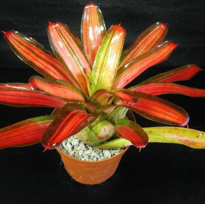 Neoregelia 'Paprika' (Variegated) | Bromeliad Paradise