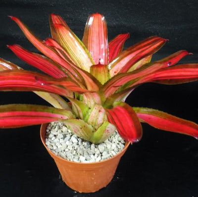 Neoregelia 'Paprika' (Variegated) | Bromeliad Paradise