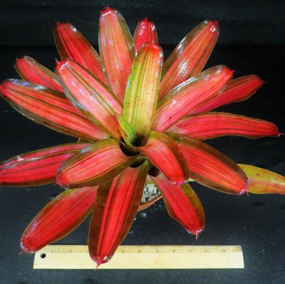 Neoregelia 'Paprika' (Variegated) | Bromeliad Paradise