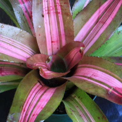 Neoregelia 'Paula' | Bromeliad Paradise