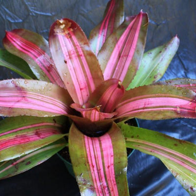 Neoregelia 'Paula' | Bromeliad Paradise