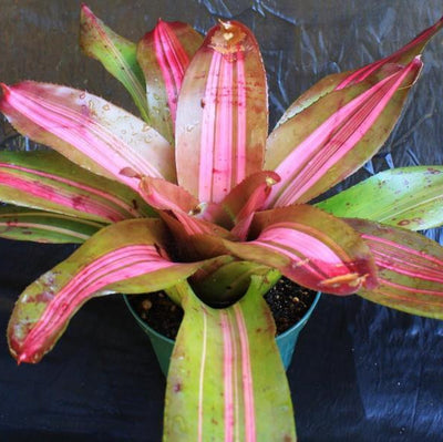 Neoregelia 'Paula' | Bromeliad Paradise