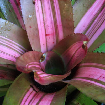 Neoregelia 'Paula' | Bromeliad Paradise