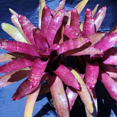 Neoregelia 'Peggy Pollard' | Bromeliad Paradise