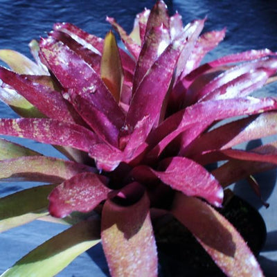 Neoregelia 'Peggy Pollard' | Bromeliad Paradise