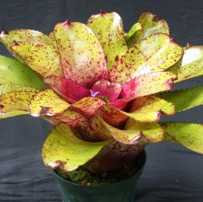 Neoregelia 'Pepper' X concentrica | Bromeliad Paradise