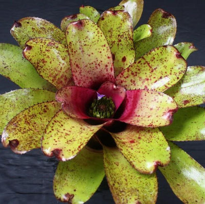 Neoregelia 'Pepper' X concentrica | Bromeliad Paradise