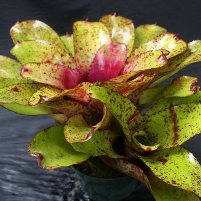 Neoregelia 'Pepper' X concentrica | Bromeliad Paradise