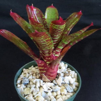 Neoregelia 'Pheasant' | Bromeliad Paradise