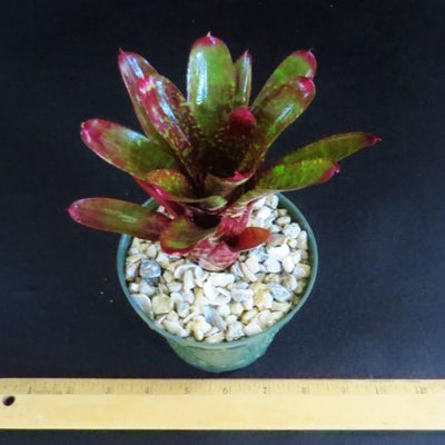 Neoregelia 'Pheasant' | Bromeliad Paradise