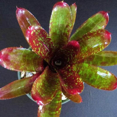 Neoregelia 'Pheasant' | Bromeliad Paradise