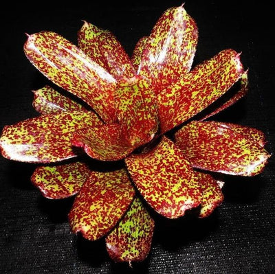 Neoregelia 'P.H.I.T.S.' | Bromeliad Paradise