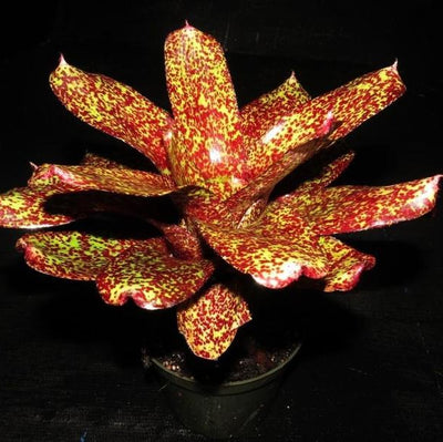 Neoregelia 'P.H.I.T.S.' | Bromeliad Paradise