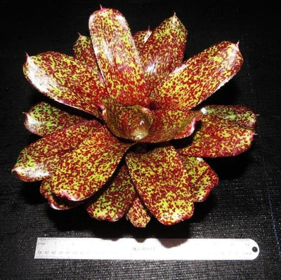 Neoregelia 'P.H.I.T.S.' | Bromeliad Paradise