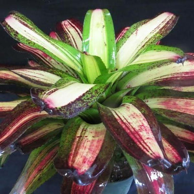 Neoregelia 'Picasso' | Bromeliad Paradise