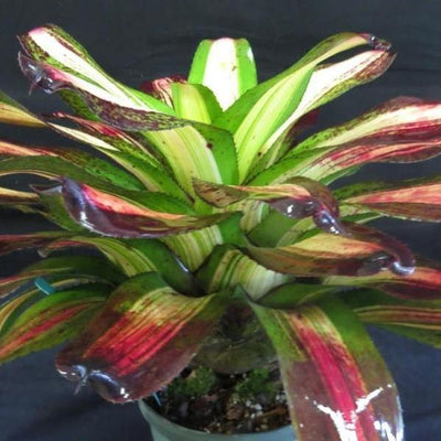 Neoregelia 'Picasso' | Bromeliad Paradise