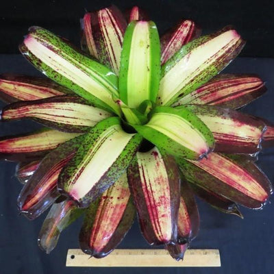 Neoregelia 'Picasso' | Bromeliad Paradise