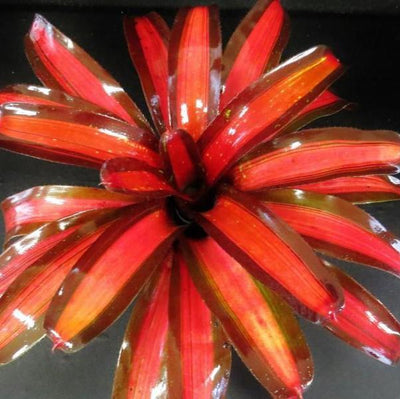 Neoregelia 'Pimiento' | Bromeliad Paradise