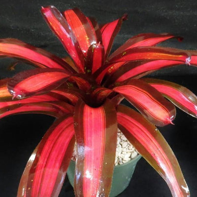 Neoregelia 'Pimiento' | Bromeliad Paradise