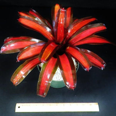 Neoregelia 'Pimiento' | Bromeliad Paradise