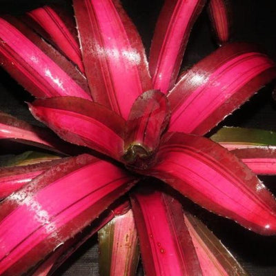 Neoregelia 'Pink on Black' | Bromeliad Paradise