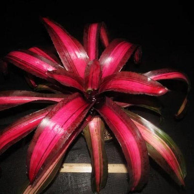 Neoregelia 'Pink on Black' | Bromeliad Paradise