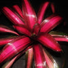 Neoregelia 'Pink on Black' | Bromeliad Paradise