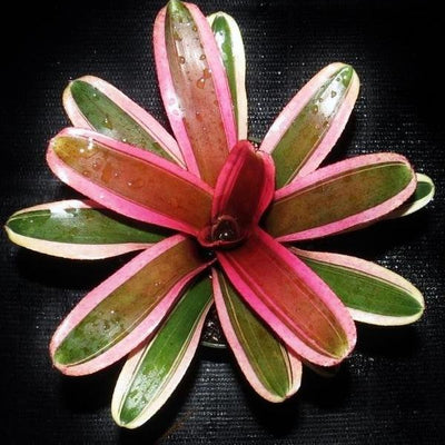 Neoregelia 'Pink Powder' | Bromeliad Paradise