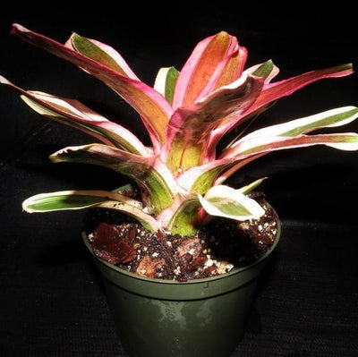 Neoregelia 'Pink Powder' | Bromeliad Paradise