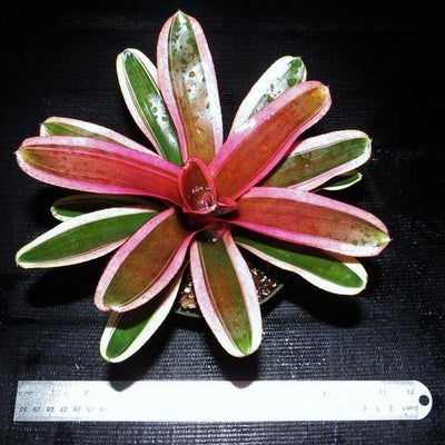 Neoregelia 'Pink Powder' | Bromeliad Paradise