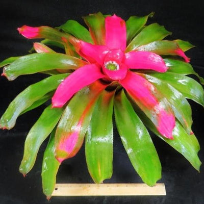 Neoregelia 'Pink Sensation' | Bromeliad Paradise