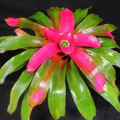 Neoregelia 'Pink Sensation' | Bromeliad Paradise